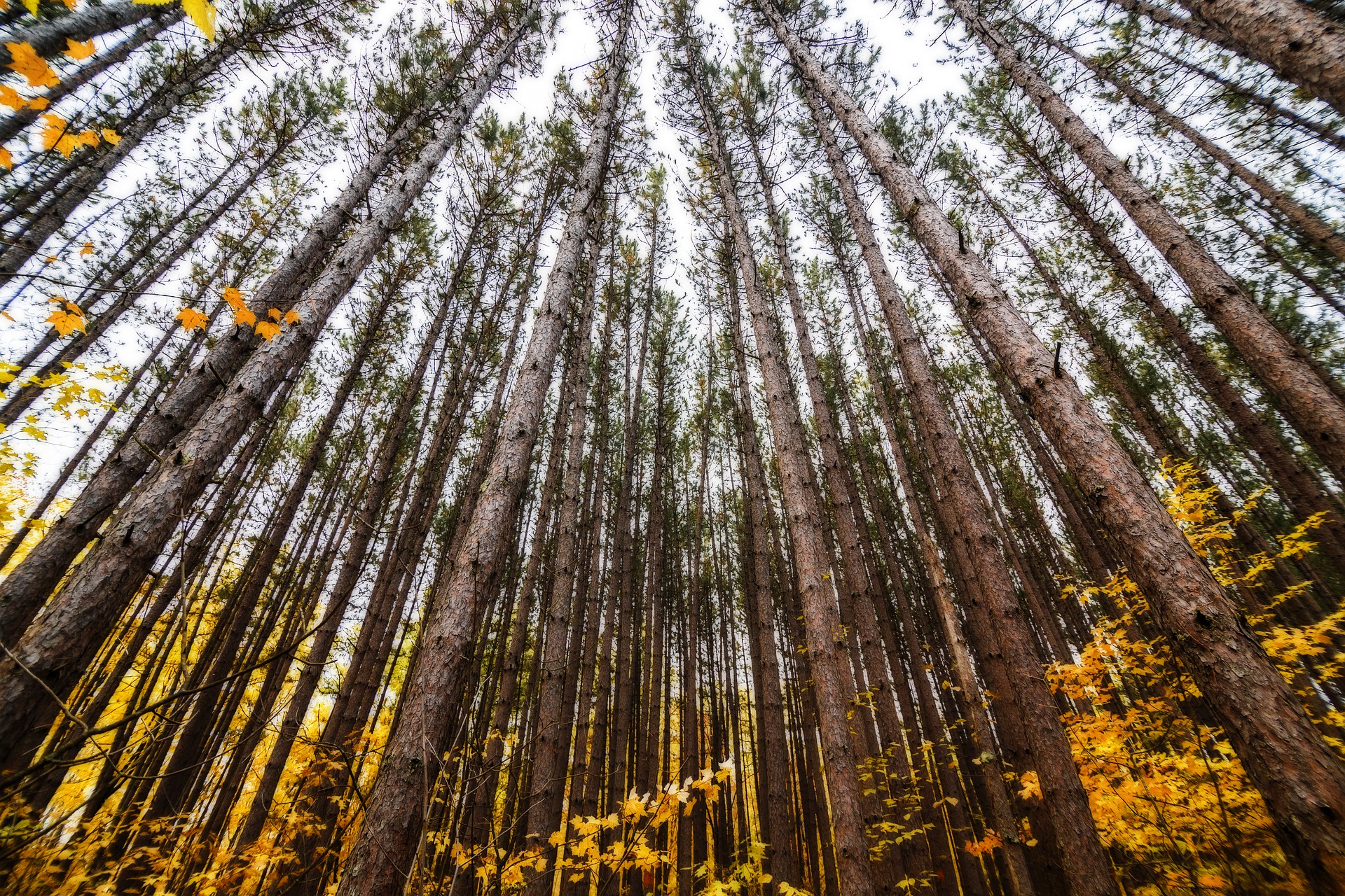 Driving Around town: The Top 3 Local Attractions Near Fergus Falls MN